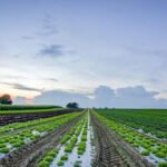 How Climate Change Affects Food Security and Nutrition
