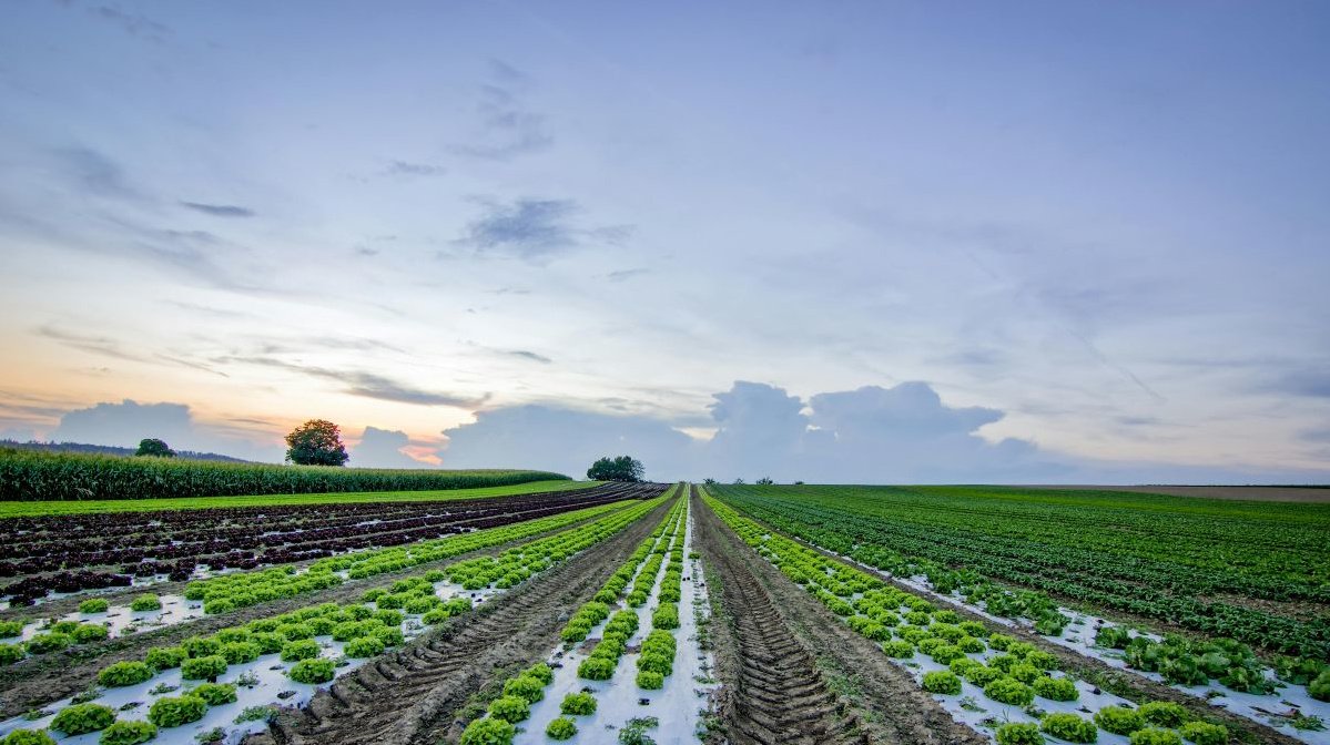Read more about the article How Climate Change Affects Food Security and Nutrition
